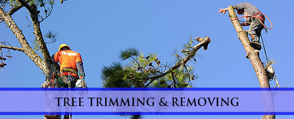 About | Professional Tree Services Providers